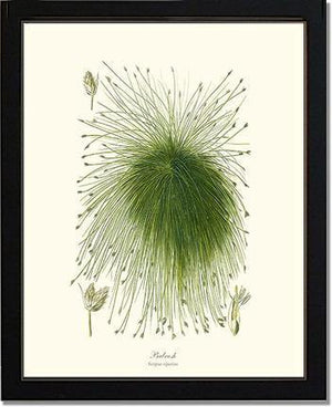 Scirpus riparius - Charting Nature