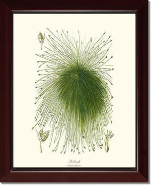 Scirpus riparius - Charting Nature