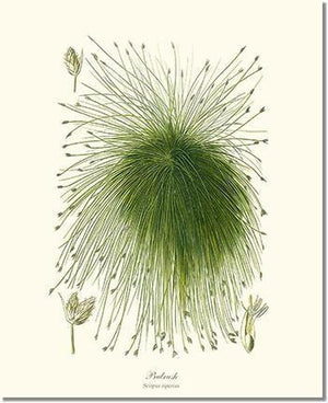 Scirpus riparius - Charting Nature