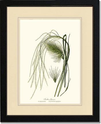 Feather Grasses - Charting Nature