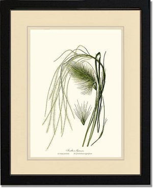 Feather Grasses - Charting Nature