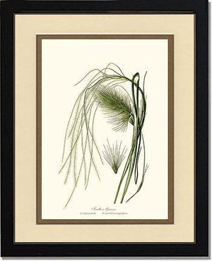 Feather Grasses - Charting Nature