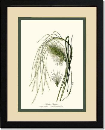 Feather Grasses - Charting Nature