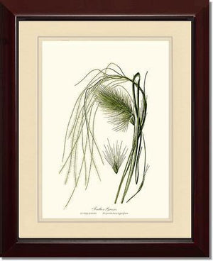 Feather Grasses - Charting Nature