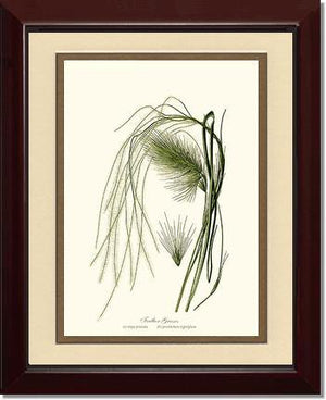 Feather Grasses - Charting Nature