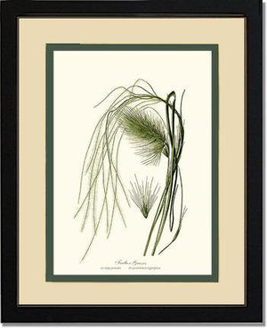 Feather Grasses - Charting Nature