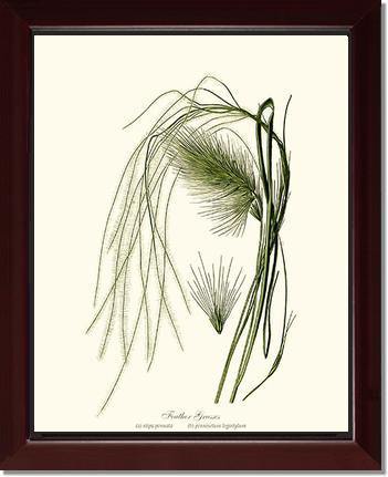 Feather Grasses - Charting Nature