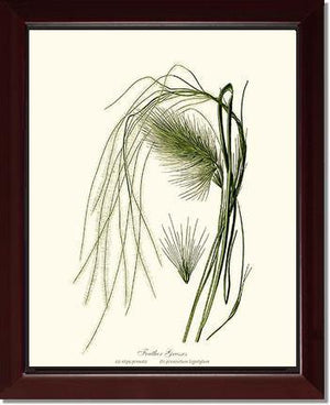 Feather Grasses - Charting Nature