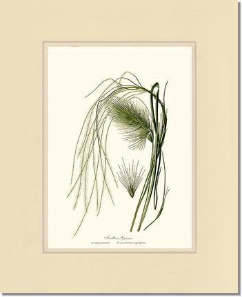 Feather Grasses - Charting Nature