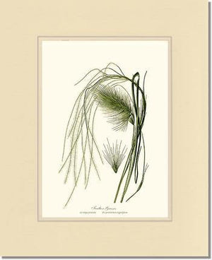 Feather Grasses - Charting Nature