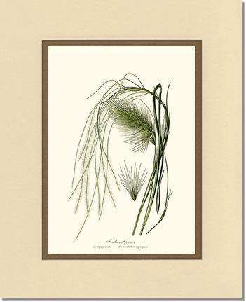 Feather Grasses - Charting Nature