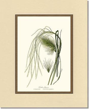 Feather Grasses - Charting Nature