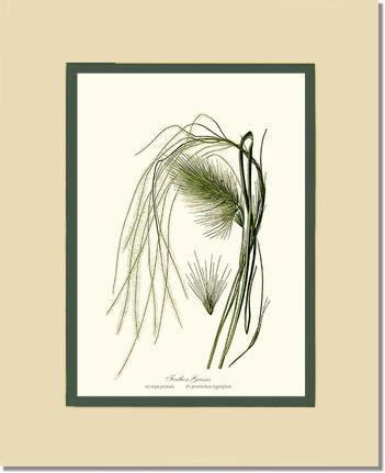 Feather Grasses - Charting Nature