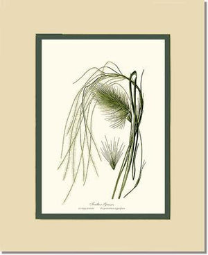 Feather Grasses - Charting Nature