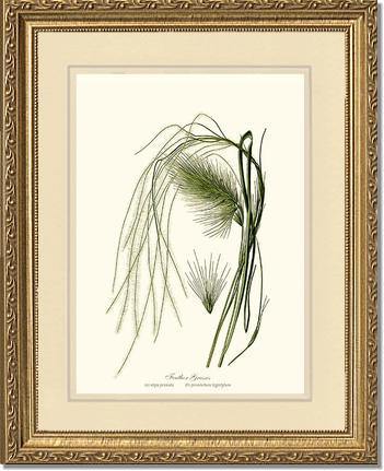 Feather Grasses - Charting Nature