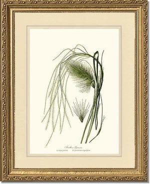 Feather Grasses - Charting Nature