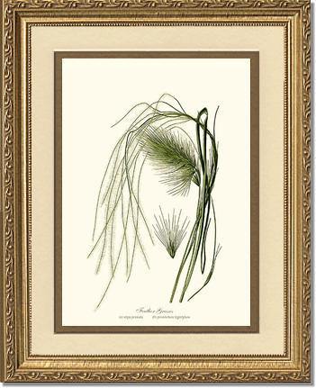 Feather Grasses - Charting Nature