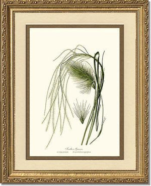Feather Grasses - Charting Nature