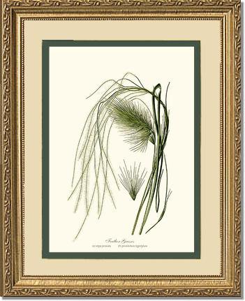 Feather Grasses - Charting Nature