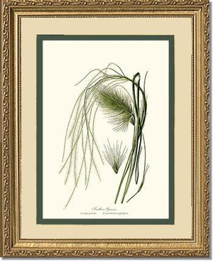 Feather Grasses - Charting Nature