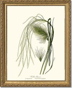 Feather Grasses - Charting Nature
