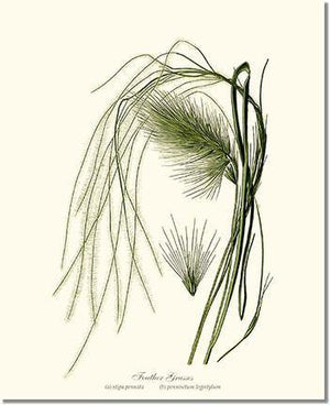 Feather Grasses - Charting Nature