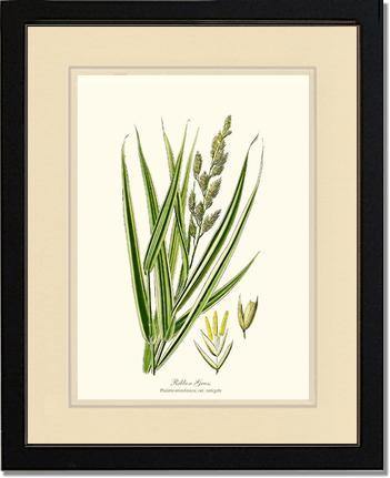 Ribbon Grass - Charting Nature