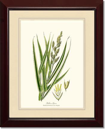 Ribbon Grass - Charting Nature