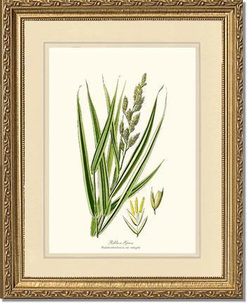 Ribbon Grass - Charting Nature