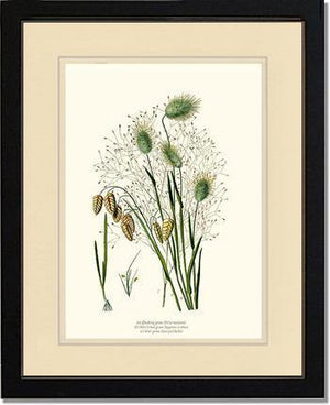Quaking Hare Tails - Charting Nature