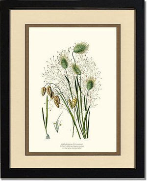 Quaking Hare Tails - Charting Nature