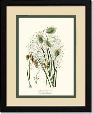 Quaking Hare Tails - Charting Nature