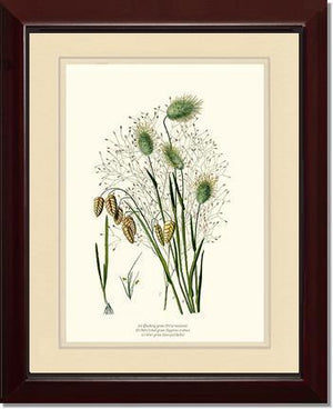 Quaking Hare Tails - Charting Nature