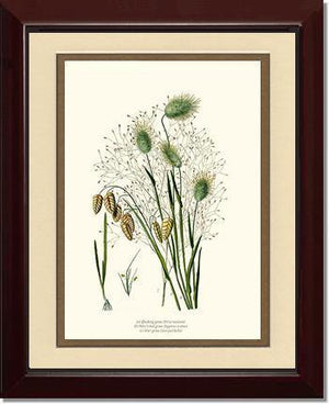 Quaking Hare Tails - Charting Nature