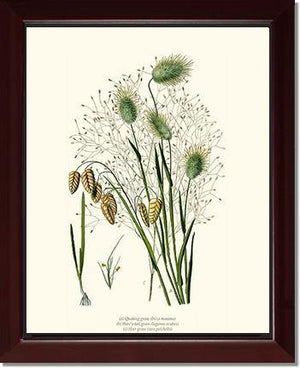 Quaking Hare Tails - Charting Nature
