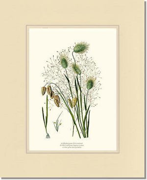 Quaking Hare Tails - Charting Nature