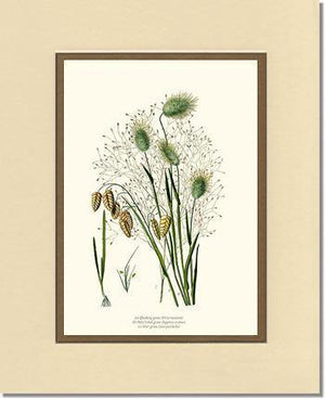 Quaking Hare Tails - Charting Nature