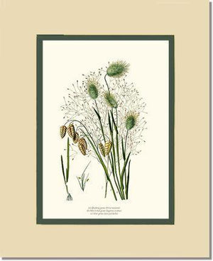Quaking Hare Tails - Charting Nature