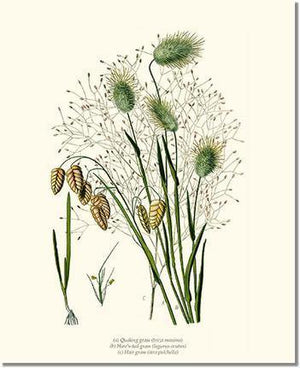 Quaking Hare Tails - Charting Nature