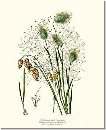 Quaking Hare Tails | Vintage Grass Plant Art Print
