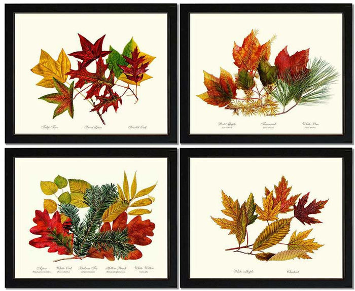 Autumn Leaves Set | Vintage Tree Leaf Art Print
