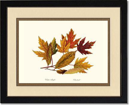 Tree Leaf:  Chestnut, White Maple  in Autumn - Charting Nature