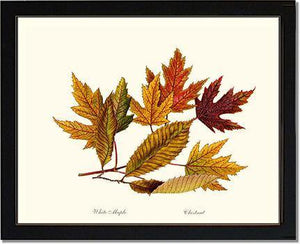 Tree Leaf:  Chestnut, White Maple  in Autumn - Charting Nature