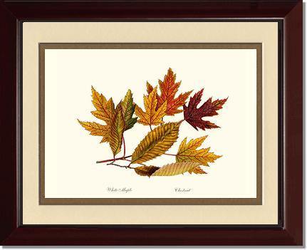 Tree Leaf:  Chestnut, White Maple  in Autumn - Charting Nature
