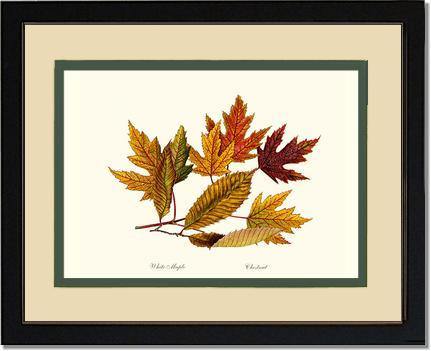 Tree Leaf:  Chestnut, White Maple  in Autumn - Charting Nature