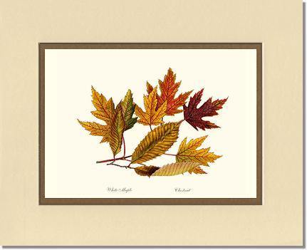Tree Leaf:  Chestnut, White Maple  in Autumn - Charting Nature