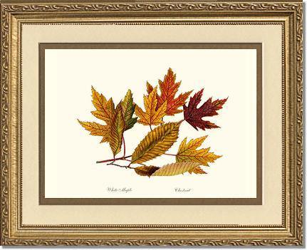 Tree Leaf:  Chestnut, White Maple  in Autumn - Charting Nature