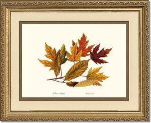 Tree Leaf:  Chestnut, White Maple  in Autumn - Charting Nature