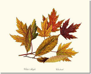 Tree Print: Tree Leaf:  Chestnut, White Maple  in Autumn