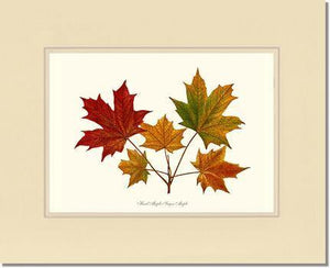 Tree Leaf: Hard Maple-Sugar Maple - Charting Nature
